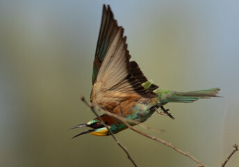 European bee-eater takeoff from tree, Bahrain