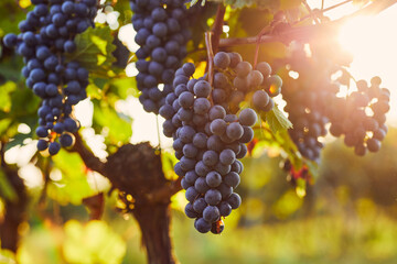 A cluster of blue grapes in a vineyard at sunset - 455706411