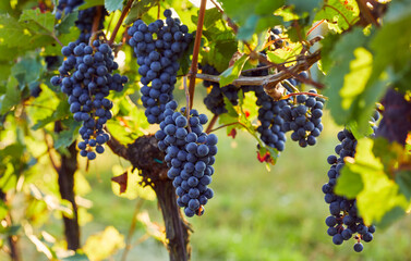 Naklejka premium Blue grapes hanging in the vineyard on a sunny day