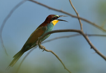 European bee-eater on a tree, Bahrain