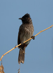 Red vented bulbul perched on acacia tree