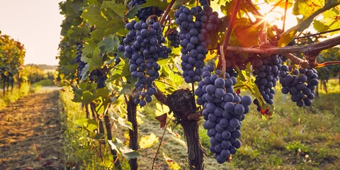 Photo sur Plexiglas Vignoble Vineyard with a bunch of blue grapes with the sun in the background