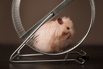 The hamster sits thoughtfully in a metal running wheel