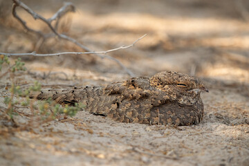 Egyptian Nightjar resting on ground, Bahrain
