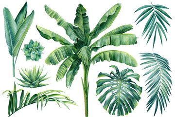 Tropical plants, palm, monstera leaf on isolated white background, watercolor illustration. Jungle design