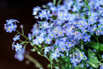 Delicate blue flowers of forget-me-nots