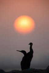 A pair of Socotra cormorant perched on the rock during sunrise, Bahrain