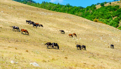 Herd of horses eating grass together in a field, horses in a meadow 