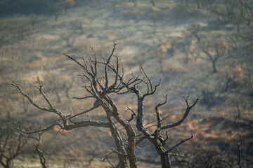 After a wildfire in Portugal