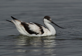 Portrait of a Pied Avocet at Asker marsh, Bahrain