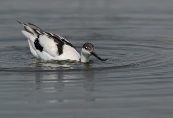 Pied Avocet feeding at Asker marsh, Bahrain