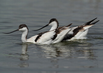 A pair of Pied Avocet swimming at Asker marsh, Bahrain