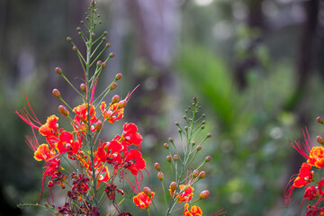 Flam-boyant, The Flame Tree, Royal Poinciana, Delonix regia is a  bright orange flowers species of...