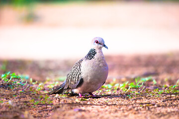 The oriental turtle dove or rufous turtle dove is a member of the bird family Columbidae -the doves...