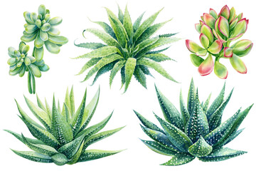 Obraz premium succulents, haworthia on isolated white background, watercolor illustration