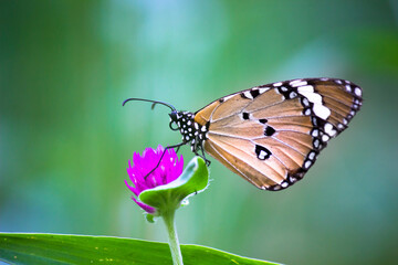 Plain Tiger Danaus chrysippus butterfly drinking nectar the flower plant in natures green background
