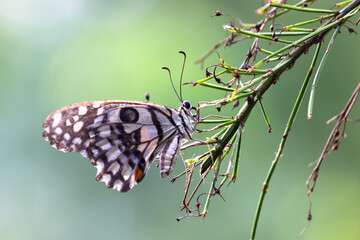  Papilio butterfly or The Common Lime Butterfly resting on the flower plants in its natural habitat in a nice soft green background
 Papilio butterfly or common lime butterfly clap the wings on the fl