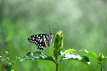  Papilio butterfly or The Common Lime Butterfly resting on the flower plants in its natural habitat in a nice soft green background
 Papilio butterfly or common lime butterfly clap the wings on the fl