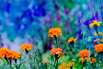  Tagetes is a genus of annual or perennial, mostly herbaceous plants in the sunflower family Asteraceae, in full bloom in a natural environment and isolated 
