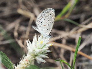 Closeup butterfly on flower