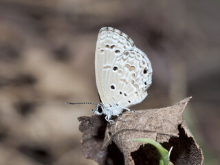 Closeup butterfly on flower