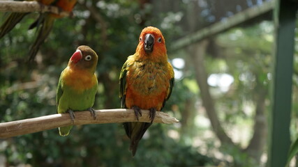 red and yellow macaw