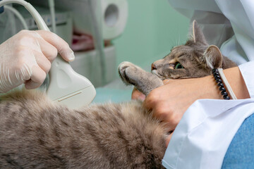 close-up of veterinarian in medical gloves makes an abdominal ultrasound to a gray cat