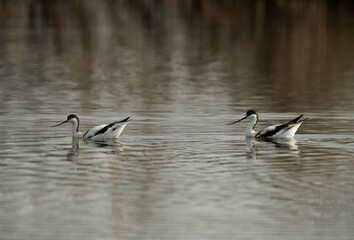 A pair of Pied Avocet at Asker marsh, Bahrain