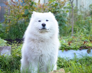 A Samoyed dog is sitting on the grass