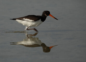 Oystercatcher at Busaiteen coast of Bahrain with reflection on water
