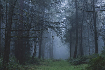 Fototapeta na wymiar A spooky winter forest. On a foggy day