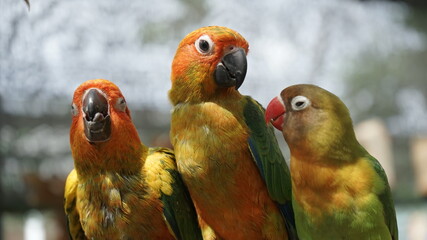 red and yellow macaw