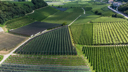 Caldaro: vineyards on the wine route 