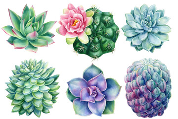 Watercolor succulents. Hand painted green, violet, bloom cacti, isolated background. Botanical illustration for design