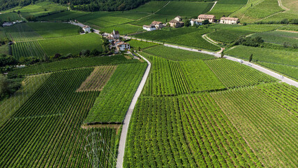 Caldaro: vineyards on the wine route 