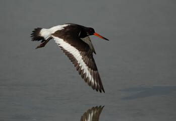 Oystercatcher in flight at Busaiteen coast of Bahrain
