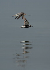 Bar-tailed godwit and Grey plover flying at Busaiteen coast of Bahrain