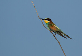 European bee-eater perched on a tree, Bahrain