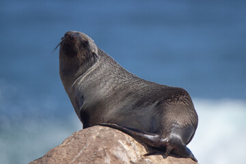 Cape fur seal on the west coast of South Africa