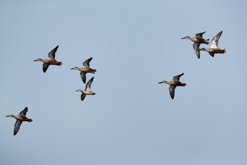 Northern Shovelers flying at Asker marsh, Bahrain