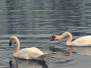 White beautiful swans swimming and drinking water in the lake