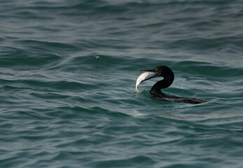 Socotra cormorant trying to swallow fish at Busaiteen coast, Bahrain