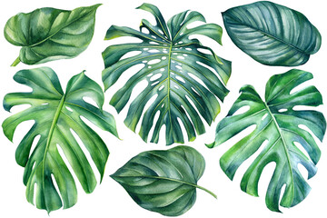 Fototapeta na wymiar Set of monstera leaves on isolated white background, watercolor botanical illustration. Jungle design