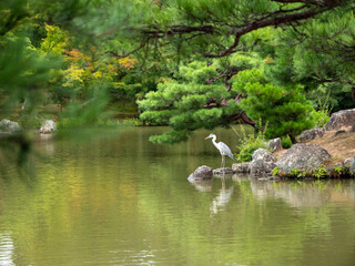 Obraz premium white bird in pond