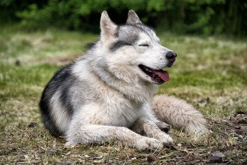 A grey wolf (Canis lupus) having rest in the forest in summer.