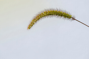 Ein Grashalm im Sonnenlicht mit hellem Hintergrund.