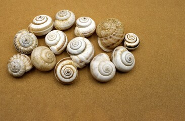Showing many dried snails, brown background
