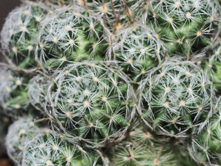 close-up shot of cactus