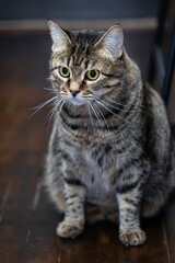 Naklejka na ściany i meble Sitting Green Eyed Tabby Cat with Long Whiskers