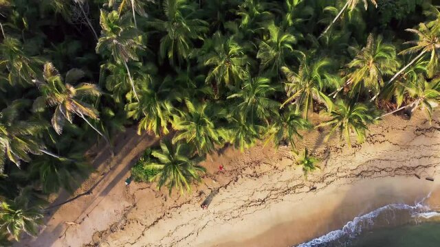 Aerial of top view, beach and palm trees in the jungle and middle of the Caribbean Sea in Tayrona National Natural Park, Colombia, South America from a drone